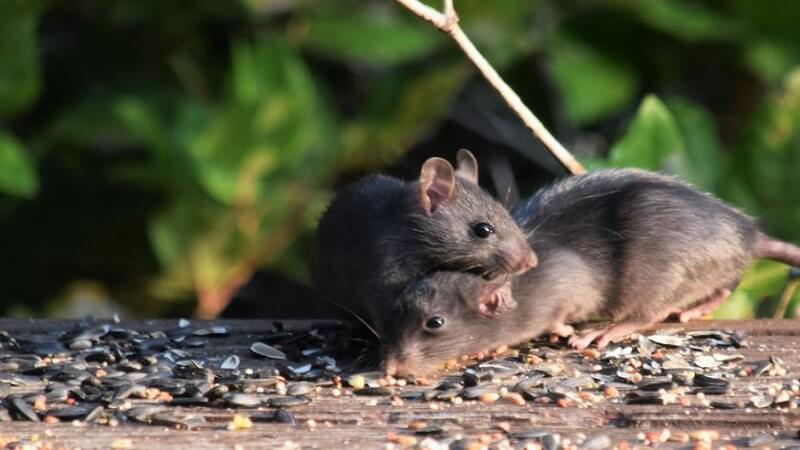 Protect Your Crawl Space: Ways to Keep Animals Out