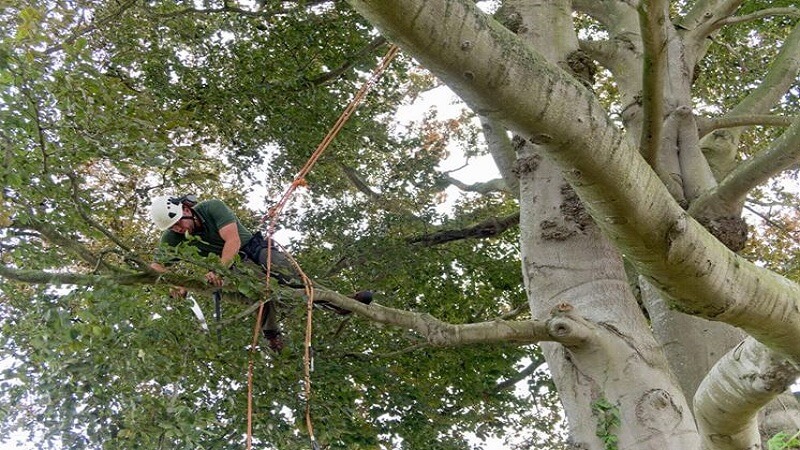 Seasonal Tree Maintenance: When to Call a Professional Tree Service