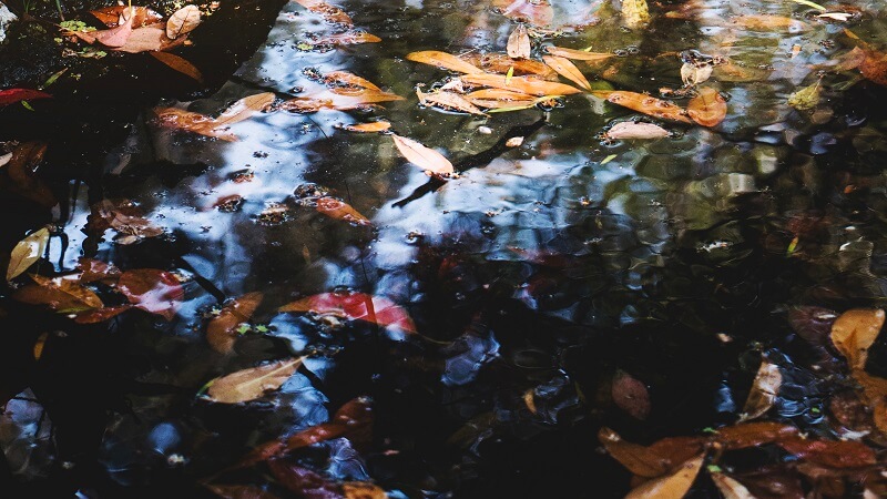 Expert Pond Cleaning Services: Keep Your Water Feature Healthy and Beautiful in Kent, London, and the South East