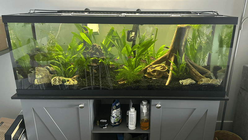 Keeping Your CO-Z Water Crystal Clear on a Budget